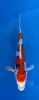 16cm Japanese imported Beni Kikokuryu - Aokiya - QT-11 - 19