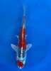 16cm Japanese Imported Beni Kikokuryu - Aokiya - QT-11 - 135
