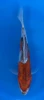 15cm Japanese imported Doitsu Goshiki - Aokiya - QT-11 - 21