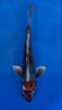 16cm Japanese Imported Kujaku - Aokiya - QT-11 - 139