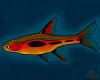 Chili Rasbora - Print