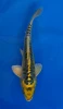 15cm Japanese Imported Yellow Dragon - Aokiya - QT-11 - 142