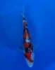 15cm Japanese Imported Goshiki - Aokiya - QT-11 - 119