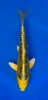 15cm Japanese imported Yellow Dragon - Aokiya - QT-11 - 77