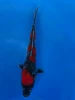 15cm Japanese Imported Goshiki - Aokiya - QT-11 - 101
