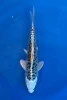 14cm Japanese imported Yellow Dragon - Aokiya - QT-11 - 64
