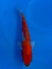 16cm Japanese imported Goshiki - Aokiya - QT-11 - 61