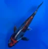 16cm Japanese imported Beni Kikokuryu - Aokiya - QT-11 - 56