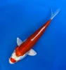 17cm Japanese Imported Kikusui - Aokiya - QT-11 - 95