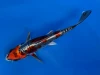 15cm Japanese Imported Beni Kikokuryu - Aokiya - QT-11 - 94