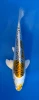 16cm Japanese imported Yellow Dragon - Aokiya - QT-11 - 50