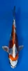 17cm Japanese imported Beni Kikokuryu - Aokiya - QT-11 - 49