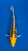 15cm Japanese imported Yellow Dragon - Aokiya - QT-11 - 48