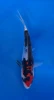 16cm Japanese imported Showa - Aokiya - QT-11 - 47