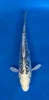 17cm Japanese imported Kikokuryu - Aokiya - QT-11 - 46
