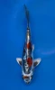 16cm Japanese imported Beni Kikokuryu - Aokiya - QT-11 - 45