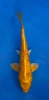 15cm Japanese imported Yellow Dragon - Aokiya - QT-11 - 44