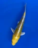 16cm Japanese Imported Yellow Dragon - Aokiya - QT-11 - 91