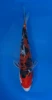 15cm Japanese imported Doitsu Sanke - Aokiya - QT-11 - 41