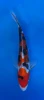 16cm Japanese imported Doitsu Sanke - Aokiya - QT-11 - 40