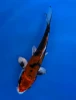 15cm Japanese Imported Beni Kikokuryu - Aokiya - QT-11 - 89