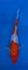 17cm Japanese imported Doitsu Kohaku - Aokiya - QT-11 - 38