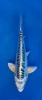 15cm Japanese imported Yellow Dragon - Aokiya - QT-11 - 37