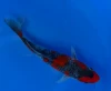 17cm Japanese Imported Goshiki - Aokiya - QT-11 - 88