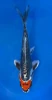 16cm Japanese imported Beni Kikokuryu - Aokiya - QT-11 - 34