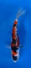 16cm Japanese imported Doitsu Showa - Aokiya - QT-11 - 33