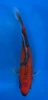 15cm Japanese imported Doitsu Goshiki - Aokiya - QT-11 - 31