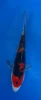 15cm Japanese imported Doitsu Showa - Aokiya - QT-11 - 30