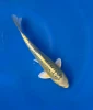 15cm Japanese imported Yellow Dragon - Aokiya - QT-11 - 28