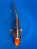 15cm Japanese imported Beni Kikokuryu - Aokiya - QT-11 - 26