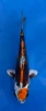 16cm Japanese imported Beni Kikokuryu - Aokiya - QT-11 - 23