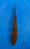 17CM Japanese Imported - Aragoke Ochiba - Miyatora - QT7 - 87