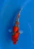 16CM Japanese Imported - Goshiki - Miyatora - QT7 - 84