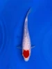 14CM Japanese Imported - Tancho Kujaku - Miyatora - QT7 - 68