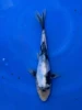 19CM Japanese Imported - Doitsu Shiro Utsuri - Miyatora - QT7 - 64