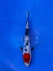 16CM Japanese Imported - Doitsu Shiro Utsuri - Miyatora - QT7 - 62