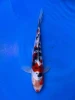 16CM Japanese Imported - Doitsu Showa - Shinoda - QT7 - 60
