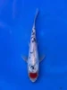 18CM Japanese Imported - Ginrin Showa - Shinoda - QT7 - 58