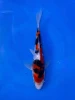 17CM Japanese Imported - Doitsu Sanke - Shinoda - QT7 - 55