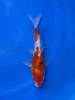 14CM Japanese Imported - Showa - Shinoda - QT7 - 44