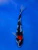 17CM Japanese Imported - Doitsu Sanke - Shinoda - QT7 - 40