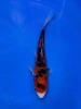 16CM Japanese Imported - Doitsu Kohaku - Shinoda - QT7 - 39