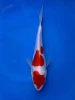 16CM Japanese Imported - Doitsu Showa - Shinoda - QT7 - 38