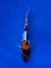 17CM Japanese Imported - Doitsu Showa - Shinoda - QT7 - 29