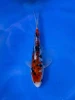 16CM Japanese Imported - Ginrin Showa - Shinoda - QT7 - 27