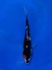 17CM Japanese Imported - Doitsu Sanke - Shinoda - QT7 - 23